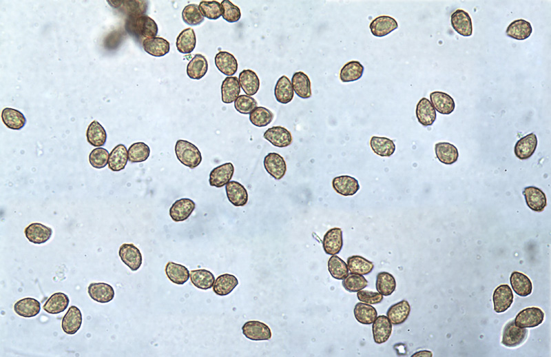 Coprinus rubricosus spores Cortinarius rubricosus spory